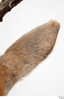 European roe deer ear 0008.jpg